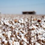 Genetically modified cotton was planted in a Mato Grosso exclusion zone