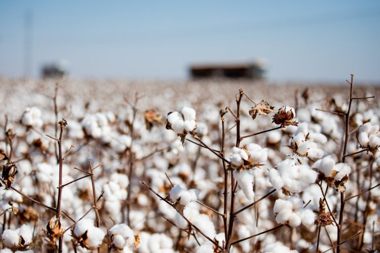 Genetically modified cotton was planted in a Mato Grosso exclusion zone