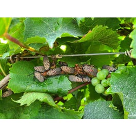 Test Your Knowledge of the Spotted Lanternfly!