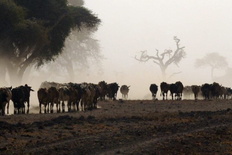 Can cattle and wildlife co-exist in the Maasai Mara? A controversial study says yes