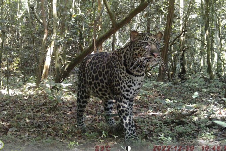 Elusive wildcats may hold the key to healthier forests in Africa