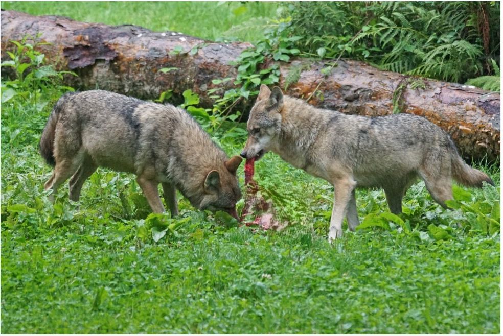 India used drones to catch man-eating wolves