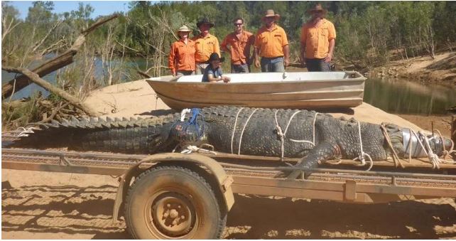 Video Hundreds of crocodiles swarm the streets of India and attack people